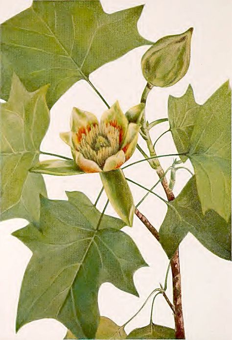 Tulip tree (1925) Tulip Tree Flower, Tulip Poplar Tree, Poplar Tree, Vintage Dictionary, Ornamental Trees, Tree Drawing, Book Plates, Antique Prints, Botanical Art