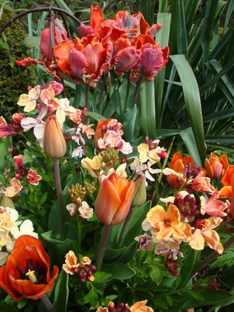 Tulip Planting, Tulip Display, Planting Companions, Apricot Garden, Bulbs Garden Design, Spring Landscaping, Backyard Flowers Beds, Country Cottage Garden, Garden Bugs