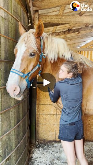 Abandoned Work Horse Has The Happiest Reaction To Getting His Hooves Trimmed | horse, hoof | Abandoned work horse gets his hooves trimmed and he's thrilled to run again — a year later, his mom's rescued 80 more horses! | By The DodoFacebook Horse Hoof, Horse Rescue, Work Horses, Donkeys, A Year, Horses, Animals