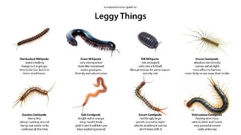 Comprehensive Guide to Leggy Things Cool Bug Facts, Bug Facts, Bug Identification, Insect Identification, Types Of Bugs, Garden Farm, Cool Bugs, Belle Disney, Beautiful Bugs