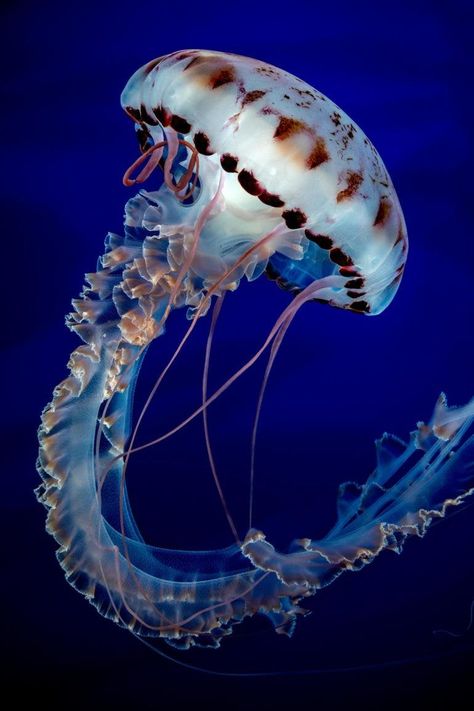 5 Beautiful Photographs of Animals That Will Make You Fall in Love Beautiful Jellyfish, Jellyfish Photography, Sea Jellies, Swimming In The Ocean, Fauna Marina, Jellyfish Tattoo, Jellyfish Art, Monterey Bay Aquarium, Underwater Art