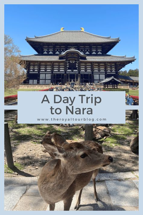 A Day Trip to Nara - The Royal Tour Aggressive Animals, Night Couple, Wooden Buildings, Twice Once, National Treasure, Poses For Photos, Buy Tickets, Seville, Nara