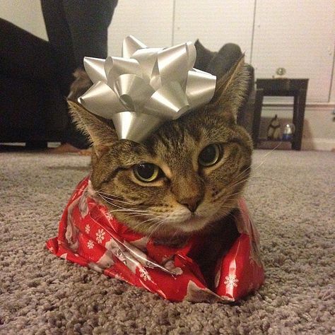 Pets Wearing Christmas Costumes | POPSUGAR Pets Kitten Birthday, Cat Christmas Gift, Christmas Kitten, Image Chat, Christmas Costumes, Cat Costumes, Cat Person, Funny Cat Pictures, Funny Cat Videos