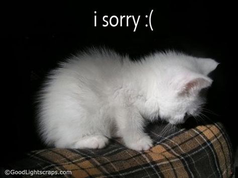 i'm sorry quotes - Google Search I'm Sorry Wholesome, True Apology, Sorry Memes, Sorry Images, Funny Cat Photos, Silly Cats Pictures, I Am Sorry, Cat Quotes, Funny Cat Pictures