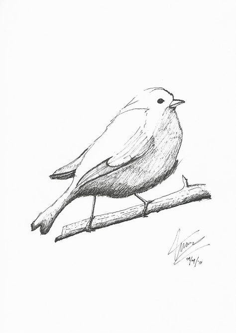 Freehand sketch Freehand Sketching, Freehand Sketch, Bird Sketch, Sketch, Animals, Quick Saves