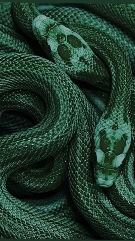 Harry Potter Photo Wall, Harry Potter Photo, Slytherin Vibes, Green Academia, Harry Potter Wall, Slytherin Pride, Dark Green Aesthetic, Hogwarts Aesthetic, Green Snake