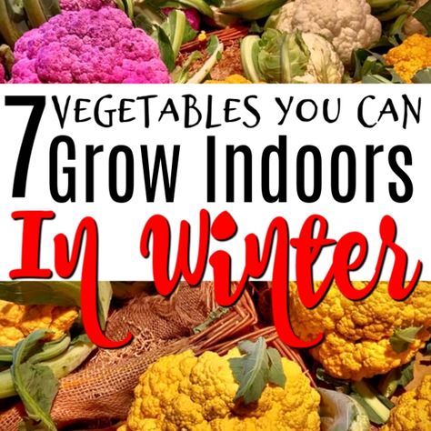 7 Vegetables You Can Grow Indoors In Winter https://dianfarmer.com/7-vegetables-you-can-grow-indoors-in-winter/ #family #financialindependence #debtfreegoals #debtfreeliving #frugalliving #savingstips #savingmoneytips #debtfree #debtfreecommunity #savingplan Vegetables To Grow Indoors, Grow Vegetables Indoors, How To Grow Vegetables, Growing Vegetables Indoors, Growing Food Indoors, Growing Vegetables In Pots, Indoor Vegetables, Vegetables To Grow, Winter Gardening