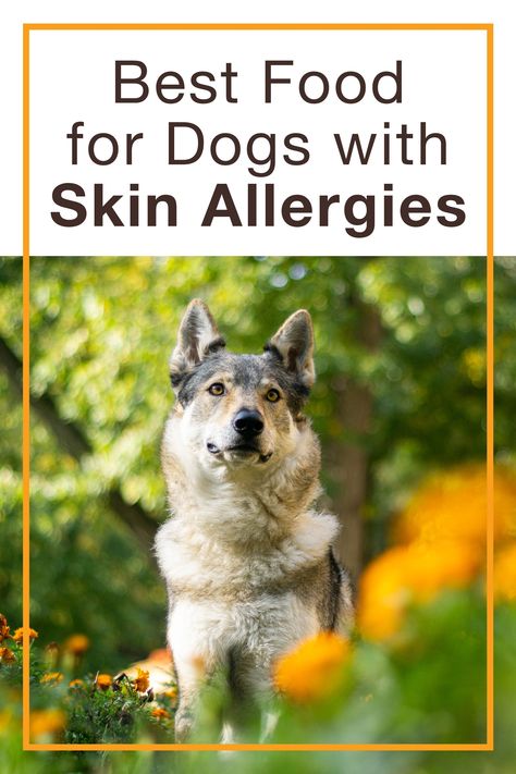 Dog Food For Skin Allergies, Best Food For Dogs, What To Feed Dogs, Dog Meds, Dog Allergies Remedies, Dog Skin Allergies, Dog Hot Spots, Best Dry Dog Food, Dog Food Allergies