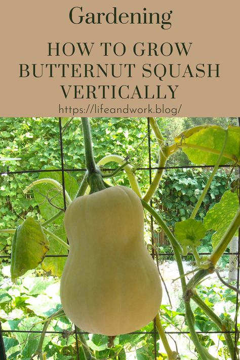 How To Grow Butternut Squash Vertically Grow Butternut Squash, Grow Squash Vertically, Growing Butternut Squash, Growing Squash, Patio Gardening, Squash Bugs, Squash Plant, Vertical Gardening, Growing Veggies