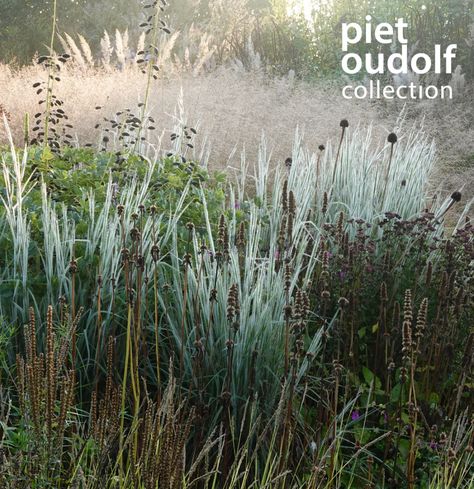 Little Bluestem, Ha Ha Tonka, Soil Erosion, Prairie Planting, Ornamental Grass, Erosion Control, Overwintering, Deep Roots, Zone 5