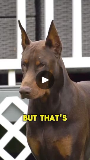 Mini Doberman, Best Guard Dogs, K9 Dogs, Pinscher Dog, Doberman Pinscher Dog, Guard Dog, Guard Dogs, Doberman Pinscher, Doberman