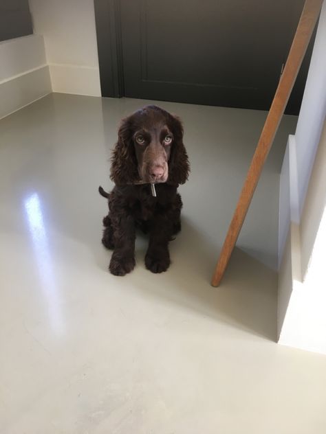 Dark Brown Cocker Spaniel, Chocolate English Cocker Spaniel, English Cocker Spaniel Brown, Chocolate Cocker Spaniel, Dog Mommy, Puppy Cut, American Cocker Spaniel, Cocker Spaniel Puppies, English Cocker Spaniel