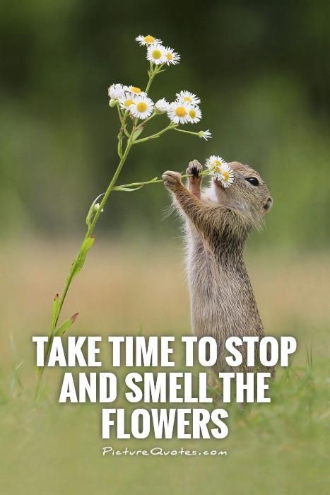 Monday Motivation Stop And Smell The Flowers, Take Time, The Flowers, Quotes, Flowers