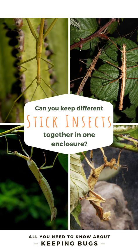 Can you keep different stick insect species together in one enclosure? Stick Insect Enclosure, Insect Enclosure, Stick Insects, Leaf Insect, Stick Bug, Insect Species, Stick Insect, Praying Mantis, Vivarium