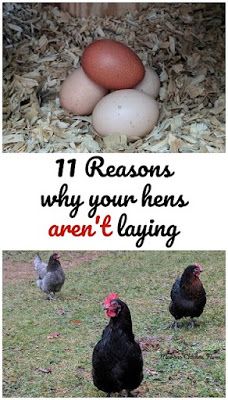 Incubating Chicken Eggs, Homestead Animals, Hatching Chickens, Best Egg Laying Chickens, Poultry Farming, Egg Laying Chickens, Backyard Chicken Farming, Raising Backyard Chickens, Keeping Chickens