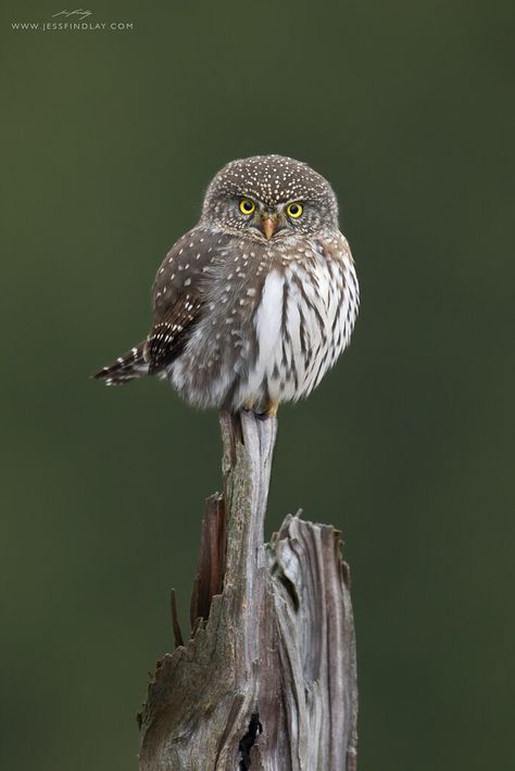 Northern Pygmy-Owl Pygmy Owl, Vancouver Photos, Nocturnal Birds, Ann Voskamp, Burrowing Owl, Winter Birds, Happy Happy Happy, Post Photo, Tiny Bird