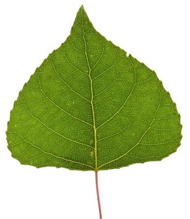 Poplar Tree Identification Tulip Poplar Tree, Cottonwood Leaf, Tree Id, Poplar Tree, Tree Identification, Tree Study, Outdoor Education, Fast Growing Trees, Tree Care