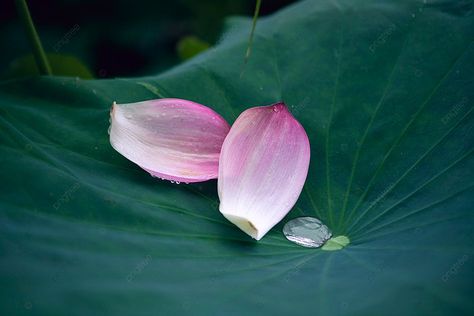 The Petals Of The Lotus Flower Petals In The Morning Background Lotus Flower Petals, Lotus Leaf Photography, Lotus Flowers Aesthetics, Natural Lotus Flower, White Jasmine Flower, Real Lotus Flower Images, Pink Lotus Flower Aesthetic, Watercolor Lotus, Green Leaf Background