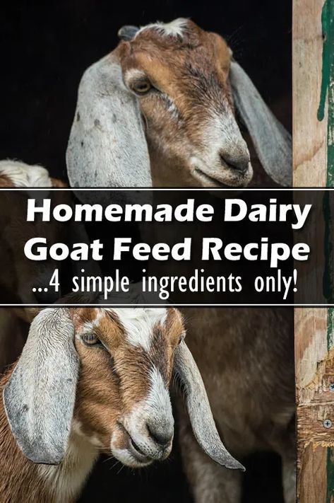 Homemade Goat Feed, Goat Playground Ideas Diy, Goats Homestead, Homestead Compound, Goat Supplies, Goat Products, Goat Feed, Goat Milking Stand, Textile Animals