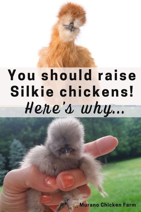 Cute, fluffy silkie chickens Silkies Chickens Coop, Friendliest Chicken Breeds, Raising Silkie Chickens, Silke Chicken, Silkie Chicken Tattoo, Silkie Chickens Baby, Chicken Animal Cute, Silkies Chickens, Silky Chickens