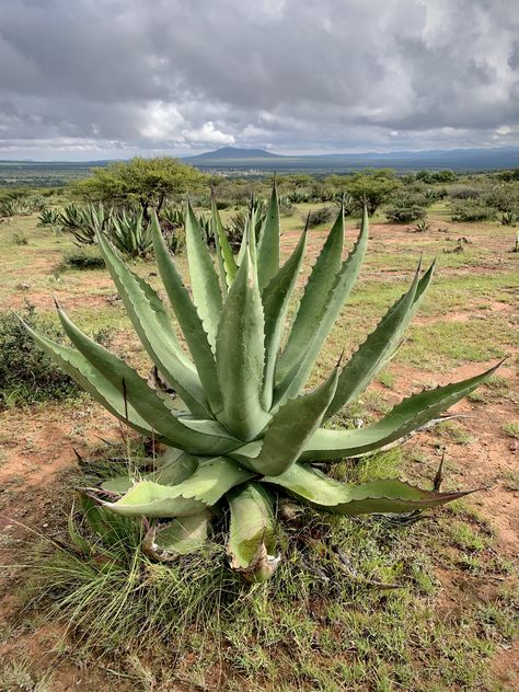 Agave Plant Aesthetic, Artwork Inspiration, Agave Plant, Plant Aesthetic, Agaves, Turin, Cactus Plants, Cool Art, Cactus