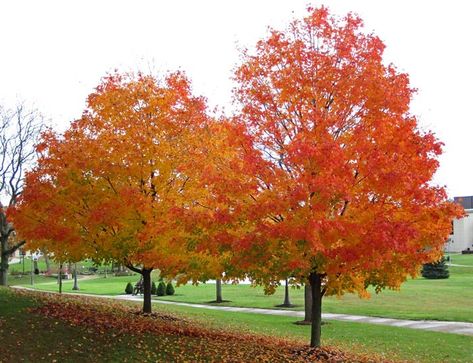 Trees famous for their beautiful fall color - Bios Urn Autumn Blaze Maple, Silver Maple Tree, Acer Rubrum, Maple Shade, Tree Seedlings, Street Trees, Specimen Trees, Plant Diseases, Sugar Maple