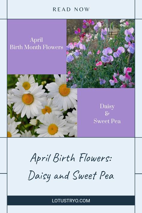 Celebrate April with the beautiful birth flowers, daisies and sweet peas. Daisies represent innocence and purity, making them a perfect symbol of spring's renewal. Sweet peas offer meanings of blissful pleasure and are often associated with dear friends. Discover how to use these wonderful flowers in bouquets to signify cherished moments or gift them to loved ones on special occasions. Learn how these flowers can brighten your garden this April and why they are favorites for birthdays as well. Daisy And Sweet Pea Bouquet, Sweet Pea Meaning, April Birth Flowers, Daisy And Sweet Pea, Sweet Pea Bouquet, Innocent Beauty, Shasta Daisies, Flowers Daisies, April Birth Flower