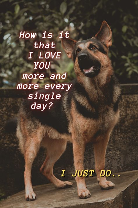 How is it that I LOVE YOU & more and more every single day? GSD quotes - Dog lover quotes, GSD, GSD quotes, German Shepherd Quotes, Dog lover, GSD Lover Gsd Funny, Shepherd Quotes, Adorable Rats, German Shepherd Quotes, German Shepherd Funny, Dog Lover Quotes, Gsd Dog, Shepherd Dogs, More And More