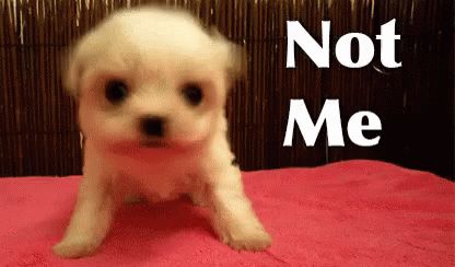 Not Me GIF - Smh NotMe Dog - Discover & Share GIFs Puppies Gif, Dog Shaking, Animal Quotes, Dog Gifs, Cute Gif, Cute Dog, 귀여운 동물, Animal Gifs, Animals Beautiful