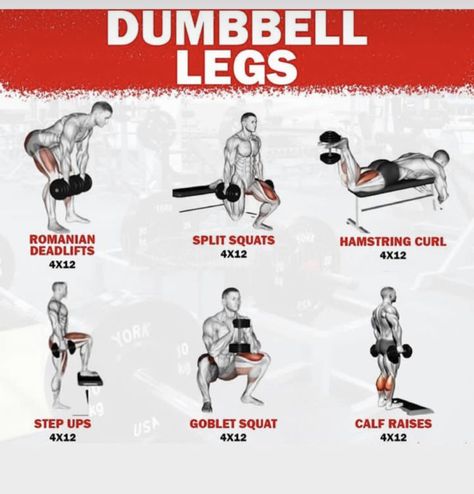 Dumbbell Glute, Dumbbell Leg Workout, Redefining Strength, Chest Workout Routine, Leg Workouts Gym, Glute Workouts, Workout Gym Routine, Dumbbell Exercises, Workout Program Gym