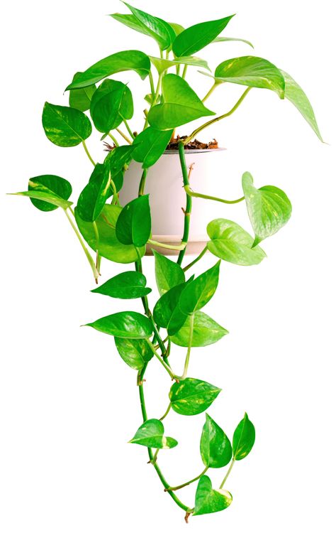 Elevate your home with the vibrant beauty of our Golden Pothos live plant. Its cascading vines and lush green leaves add a touch of natural elegance to any room. Bring joy and vitality to your space with this timeless botanical treasure. Pothos Indoor, Pothos Vine, Golden Pothos, Flower Drawing Tutorials, Pothos Plant, Drawing Tutorials, Lush Green, Studio Apartment, Air Purifier