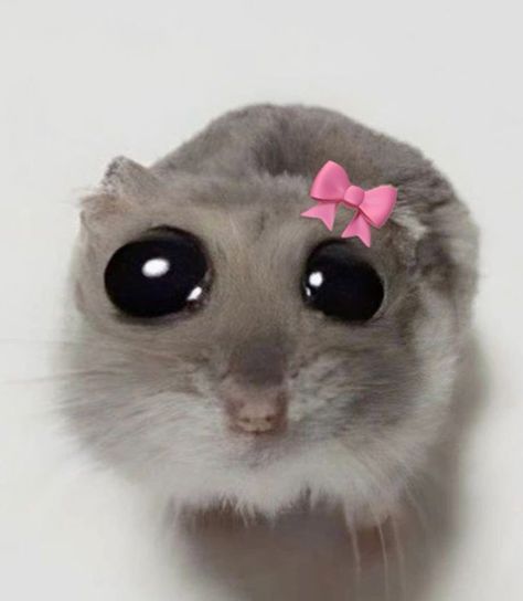 Yt Profile Pic Aesthetic, Funny Animal Photos Hilarious Faces, Aesthetic Pictures For Stickers, Cute Pfp Animals, Pdp Cute, Pfp Asthetic Picture, Aesthetic Pfp Funny, Coquette Hamster, Aesthetic Pictures For Pfp