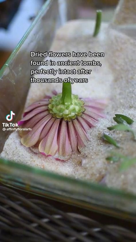 Preserving Flowers, Penanda Buku, Seni Dan Kraf, Flower Preservation, Astuces Diy, Pinterest Diy Crafts, Pinterest Diy, Things To Do When Bored, Beach Hacks