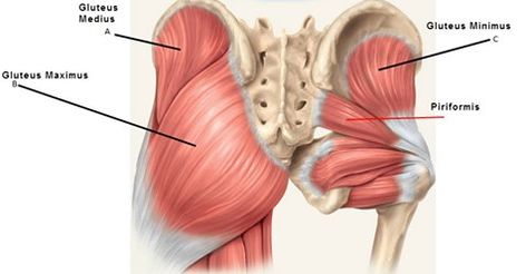 Deadlift Muscles Worked, Piriformis Muscle, Gluteal Muscles, Piriformis Syndrome, Gluteus Medius, Glute Activation, Lower Limb, Muscle Anatomy, Sciatica Pain