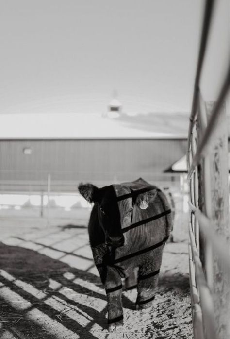 Livestock Photography, Livestock Quotes, Barrel Racing Tack Rodeo, Livestock Judging, Show Steers, Show Cows, Cow Photography, L Wallpaper