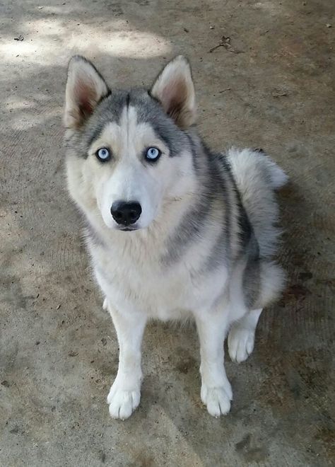 Grey Siberian Husky, Grey Husky, White Husky Puppy, Husky Dogs Blue Eyes, Siberian Husky Dog Aesthetic, Loyal Dog Breeds, Husky With Blue Eyes, White Siberian Husky, Husky Different Color Eyes