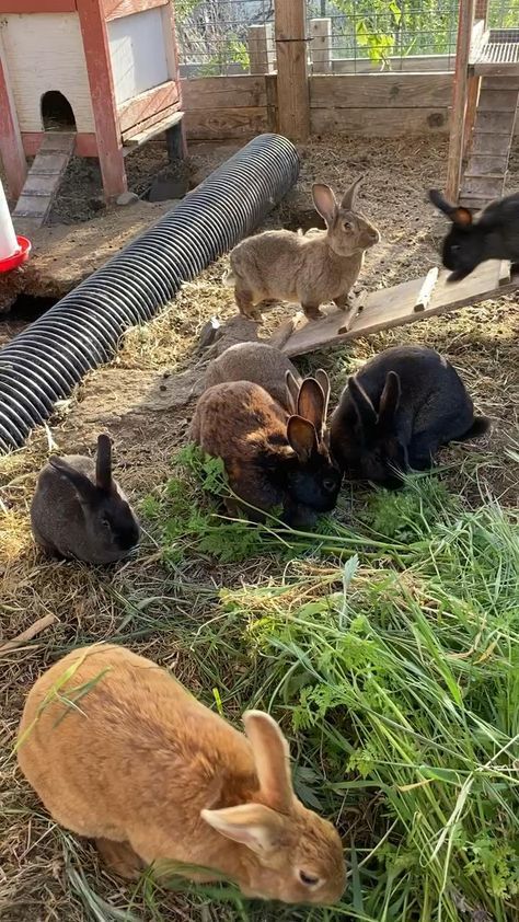 Backyard Bunnies, Bunny Village, Rabbit Habitat, Rabbit Farm, Raising Farm Animals, Raising Rabbits, Pet Bunny Rabbits, Rabbit Breeds, Rabbit Cages