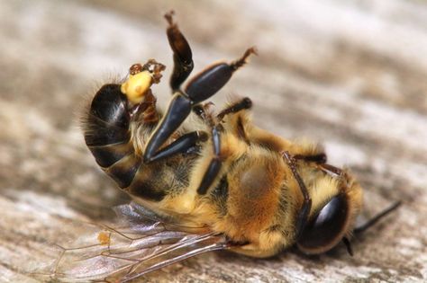 What it means to be a male bee Tawny Mining Bee, Wool Carder Bee, Different Types Of Bees, Male Bee, Drone Bee, Bee Life Cycle, Types Of Bees, Solitary Bees, Honey Bee Hives