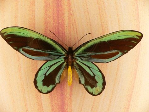 See Them While You Can: Endangered Butterfly Gallery | WIRED Birdwing Butterfly, Most Beautiful Butterfly, Butterfly Species, Moth Caterpillar, Queen Alexandra, Flying Flowers, Big Butterfly, Lovely Creatures, Largest Butterfly