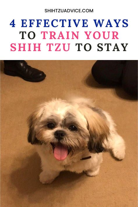 Training your Shih Tzu to stay is a fundamental aspect of obedience training that promotes safety and enhances communication between you and Shih Tzu Training, Obedience Training, Shih Tzu, Communication, Train