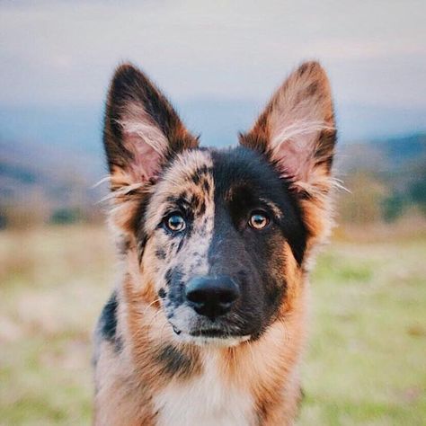 German Shepherd Australian Shepherd Mix Dog German, Dog Mixes, Pretty Dogs, Airedale Terrier, German Shepherd Dog, Shepherd Puppies, Cute Dogs And Puppies, German Shepherd Puppies, German Shepherds