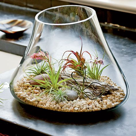 How To Create Terrarium Gardens | ﻿﻿Air plants grow naturally on branches and rocks, so no soil is needed. Glass Terrarium Ideas Easy Diy, Air Plant Terrarium Ideas, Dessert Terrarium, Airplant Terrarium, Air Plant Garden, Air Plants Decor, Diy Terrarium, Beautiful Terrariums, Plant Terrarium