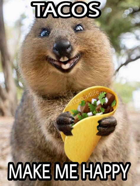 National Taco Day Quotes, Taco Tuesday Meme, Taco Tuesday Quotes, Funny Taco Memes, Tuesday Quotes Funny, Heart Tacos, Work Related Quotes, Taco Pictures, Restaurant Quotes