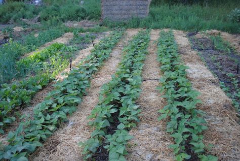 the pastoral muse: Gardening the Ruth Stout Way Garden Mulch, Straw Mulch, Garden Flower Beds, Big Garden, Square Foot Gardening, Vegetable Garden Design, Food Garden, Growing Food, Farm Gardens