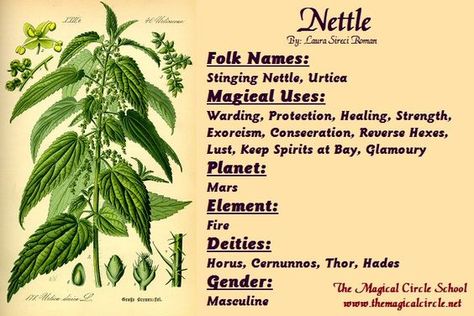 Magical Properties Of - Nettle Nettle Magical Properties, Magical Circle, Magick Herbs, Herbal Witch, Magickal Herbs, Witch Herbs, Plant Magic, Magic Herbs, Witchy Tips