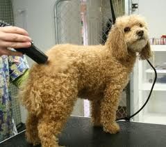 Ten Easy Steps to Groom your Poodle Like a Professional Poodle Grooming Diy, How To Groom A Poodle At Home, Standard Poodle Grooming, Moyen Poodle, Anjing Poodle, Dog Grooming Diy, Poodle Hair, Poodle Haircut, Mini Poodle