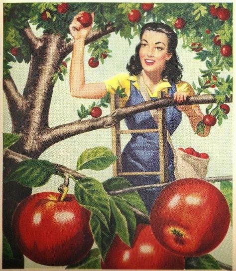 Apple Picking- Vintage Style! Apple Tree Illustration, Flamingo Pictures, Vintage Housewife, Garden Illustration, Vintage Apple, Illustration Vintage, Tree Illustration, Aprons Vintage, Apple Picking