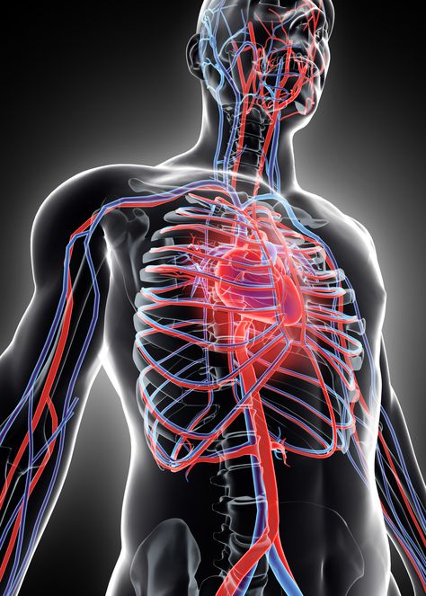 Respiratory And Circulatory System, Cardiology Study, Vascular System, Heart Diagram, Air Wallpaper, Ib Art, Internal Energy, Medical Animation, Arteries And Veins