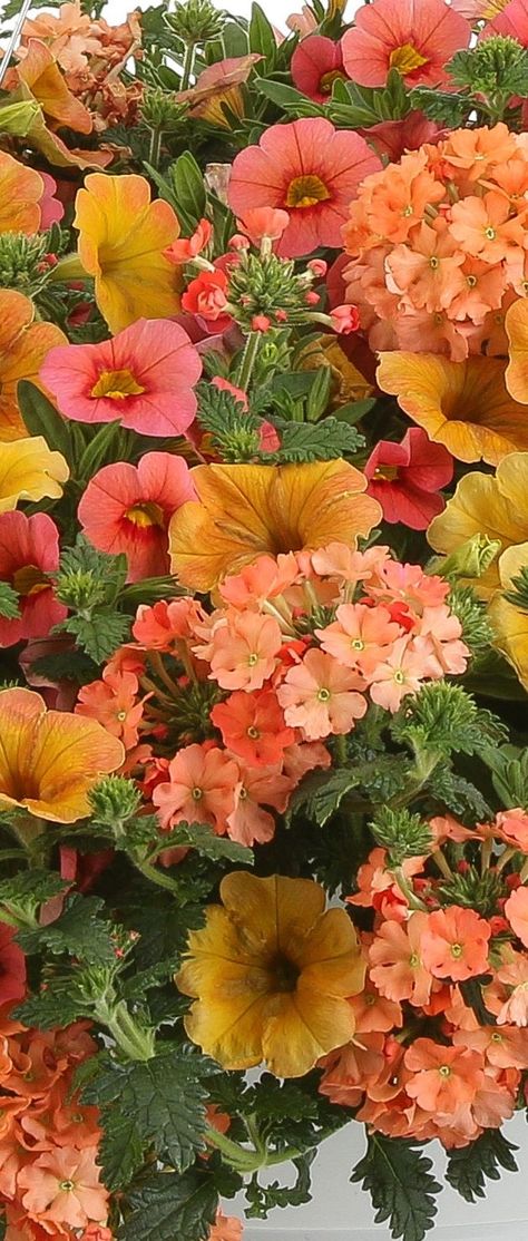 Colorful Potted Plants Outdoor, Annuals That Bloom All Summer, Full Sun Hanging Baskets, Container Flowers Combinations, Sunset Color Flowers, Yard Decorations Summer, Gardening Containers, Sunset Garden, Summer Planter