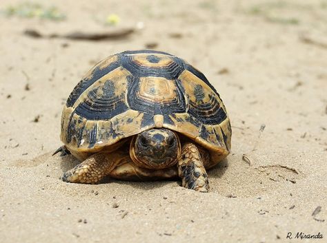 Mediterranean spur-thighed tortoise (Testudo graeca graeca) Big Tortoise, Freshwater Turtles, Red Footed Tortoise, Land Turtles, Tortoise Habitat, Baby Tortoise, Sulcata Tortoise, Giant Tortoise, Wild Creatures